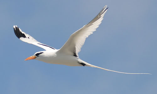 White-tailedtropicbird.jpg