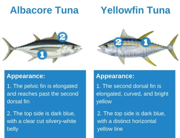 Albacore v Yellowfin Tuna.jpg