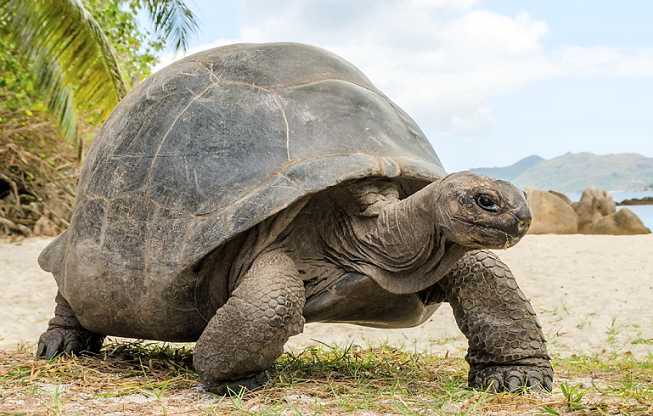 Aldabra tortoise.jpg