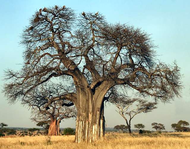 Baobab tree.jpg