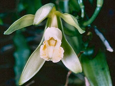 Vanilla orchid.jpg