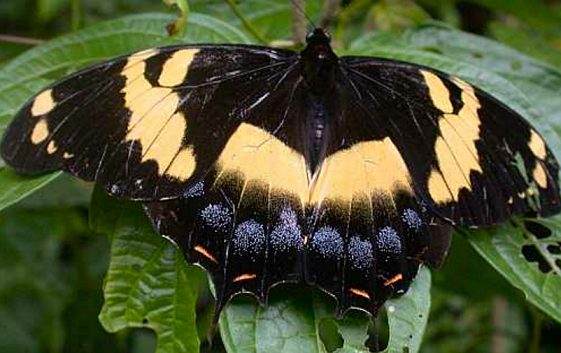 Homerus swallowtail.jpg