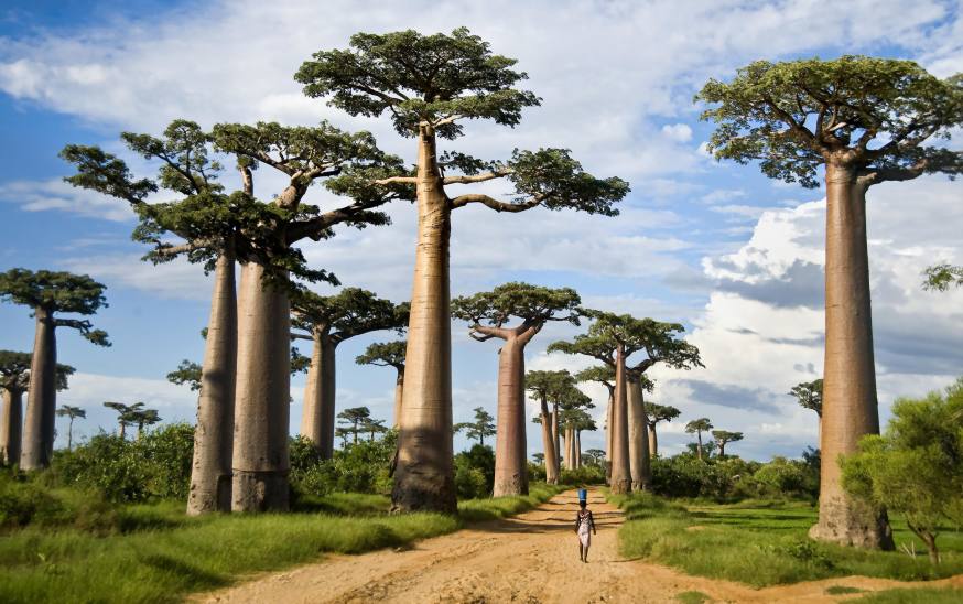 Baobab trees.jpg